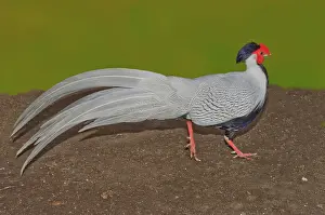 Strutting: Silver Pheasant in strutting pose