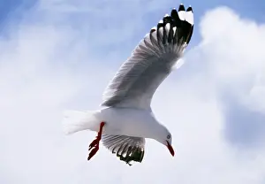 Scopulinus: SILVER / Red-Billed GULL - in flight