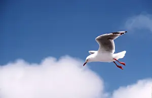 Gulls: Silver / Red-billed Gull - in flight