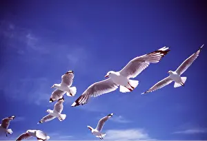 Gulls: SILVER / Red-Billed GULL - FLOCK IN FLIGHT