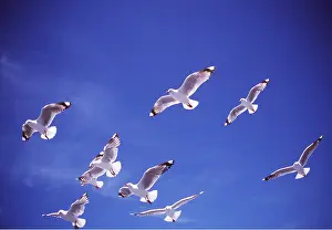 Sympathy: SILVER / Red-billed GULL - flock in flight