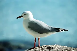 Gulls: SILVER / Red-Billed GULL - side profile
