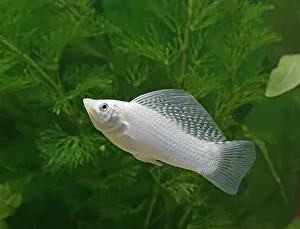 Molly: Silver sailfin molly - male side view