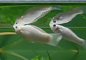 Molly: Silver sailfin molly - pair side view