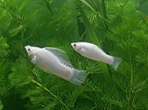 Molly: Silver sailfin molly - pair side view