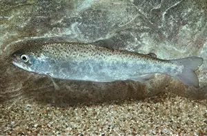 Silver: SILVER SALMON - WHOLE BODY
