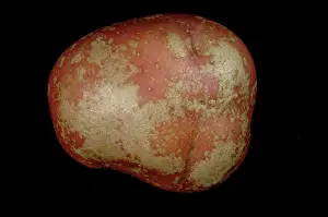 Solani: Silver scurf on red Desiree potato