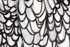 Sebright: Silver Sebright Chicken close-up of feathers