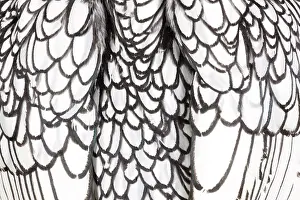 Designs: Silver Sebright Chicken close-up of feathers