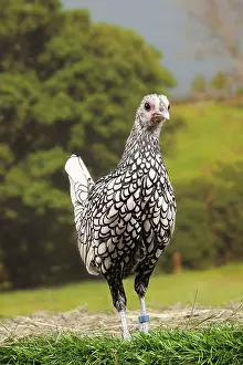Sebright: Silver Sebright Chicken young