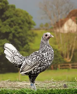 Sebright: Silver Sebright Chicken young