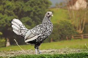 Sebright: Silver Sebright Chicken young