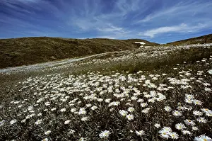 Celmisia: Silver Snow Daisies