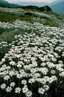 Celmisia: Silver Snow Daisies