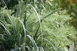 Wormwood: Silver Spear, Astelia chathamica and Wormwood, Anthemis