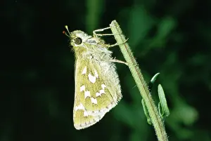 Skippers: Silver Spotted Skipper