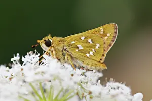Carota: Silver-spotted Skipper