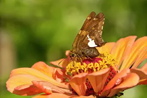 Zinnia: Silver-spotted Skipper