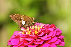 Zinnia: Silver-spotted Skipper