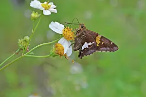 Needles: Silver-spotted Skipper