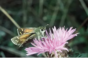 Skipper: Silver-Spotted Skipper Butterfly -feeding at flower