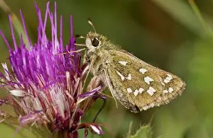 Lepidopterae: Silver-spotted Skipper Butterfly - feeding on Stemless