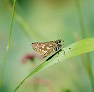 Skippers: Silver-spotted Skipper BUTTERFLY - resting on leaf