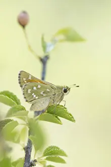 Skipper: Silver-spotted Skipper (hesperia comma) perched