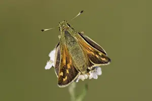 Skipper: Silver-spotted Skipper (Hesperia comma) resting