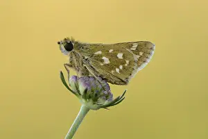 Skipper: Silver-spotted Skipper (Hesperia comma) resting