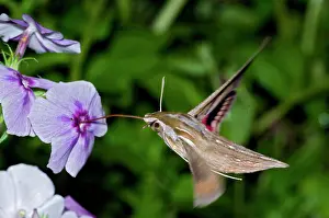 Hawkmoth: Silver-striped Hawkmoth - drinking nectar from flowers