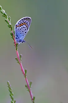 Argus: Silver-studded Blue
