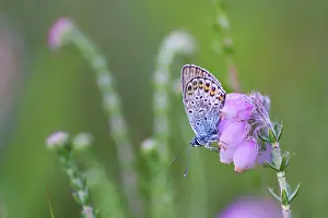 Argus: Silver-studded Blue