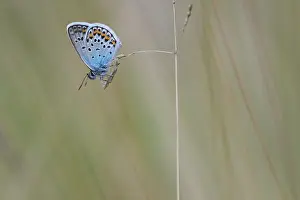 Argus: Silver-studded Blue