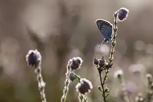 Argus: Silver-studded Blue