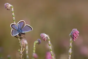 Argus: Silver-studded Blue