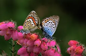 Argus: Silver-studded Blue