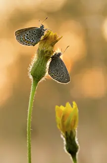 Argus: Silver-studded Blue