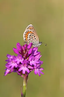 Argus: Silver Studded Blue Butterflies female on Orchid in summer