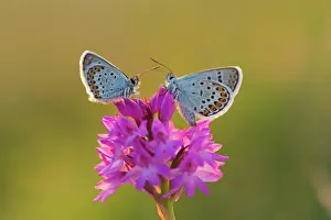 Argus: Silver Studded Blue Butterflies male on Orchid in summer