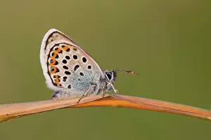 Argus: Silver Studded Blue Butterflies male in summer