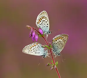 Argus: Silver-studded Blue Butterflies males on Heather