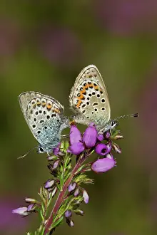 Guy Rogers: Silver-studded Blue Butterflies - mating on Bell