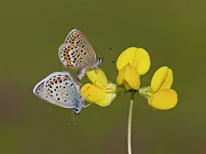 Argus: Silver-studded Blue Butterflies mating female above