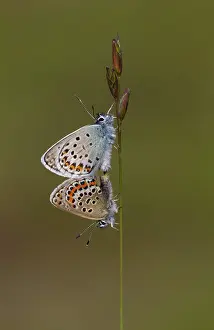 Special: Silver-studded Blue Butterflies - mating - male