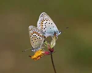 Special: Silver-studded Blue Butterflies - Mating - male