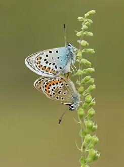 Argus: Silver-studded Blue Butterflies newly emerged mating