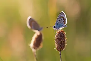 Argus: Silver Studded Blue Butterflies pair in summer