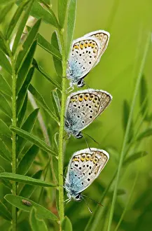 Studded: Three Silver-studded Blue Butterflies - roosting at dusk