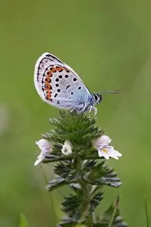 Studded: Silver Studded Blue Butterfly